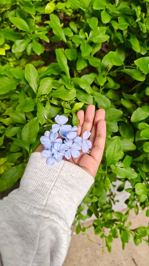 A hand holding pale blue plumbago flowers against green leaves